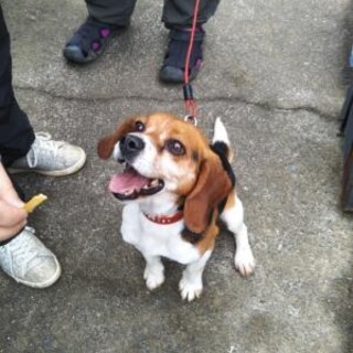 ビ－グル犬　５歳♂