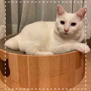 ５月生まれの子猫　白猫ソルト♂