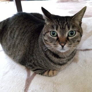 人間不信気味だけど可愛いキジトラの女の子