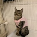 里親募集中