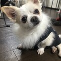 ぽんず★全力尻尾ふりふりチワワ