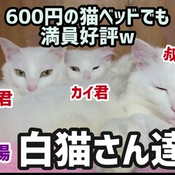 久々登場白猫~ず 