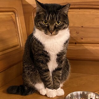 【保護猫】まみぃちゃん♀