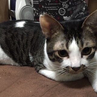 トライアル決定人が好きで甘えまくりの男の子