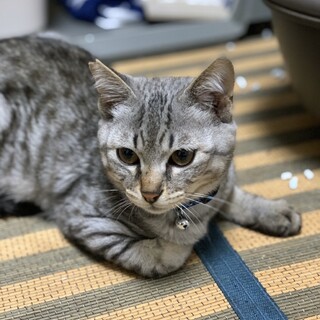里親様決定