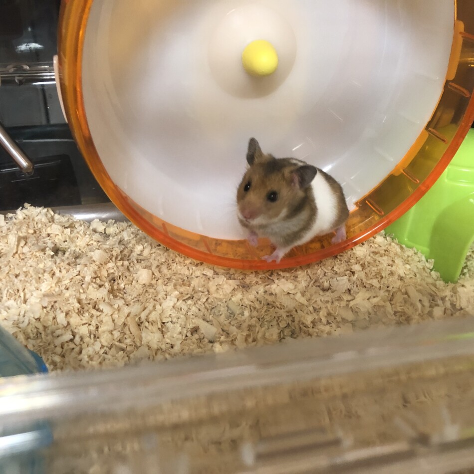 ぽっこちゃんのカバー写真