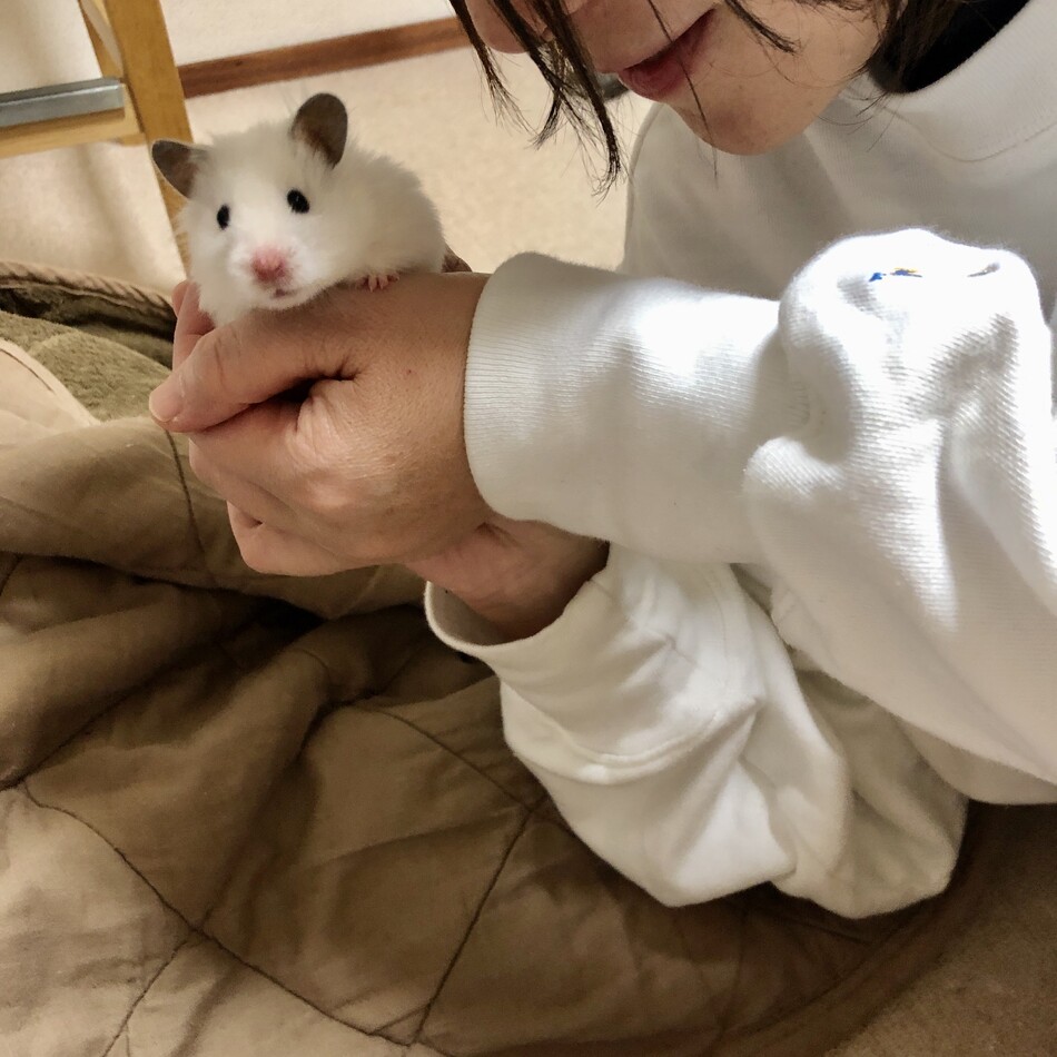 メルシーちゃんのカバー写真
