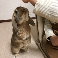 ジル　スチュワート