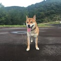 噛み癖のある柴犬です