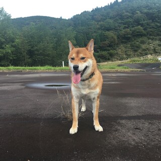 噛み癖のある柴犬です