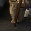 甘えんぼのレオンちゃん^ ^