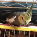 オカメインコの男の子(7歳)決まりました