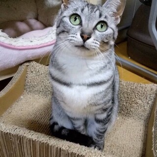 気品漂うシルバータビーの女の子
