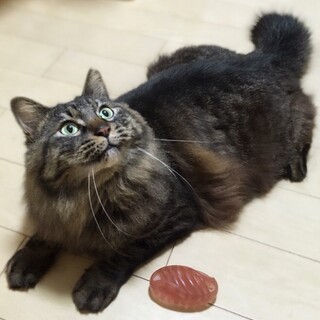 抱っこ大好きモフモフ「まちるだ」♪