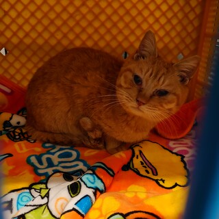 期限間近！可愛い茶トラ女の子