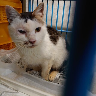 期限間近！キジ白男の子！