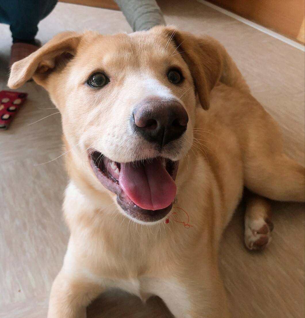 Mix子犬 将来キロ前後 埼玉県 犬の里親募集 ペットのおうち 月間利用者150万人