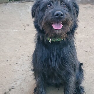 いるのを忘れるくらいケージ内静か  猫×