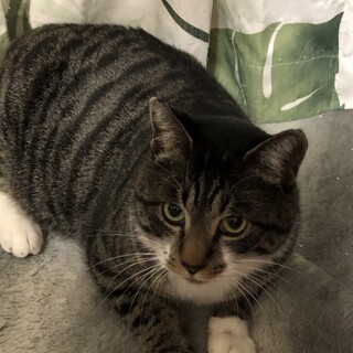 モフモフな男の子です♪