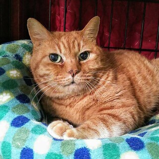 人懐こい茶トラ　福茶くん