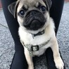 ぽてと