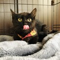 くりくりお目目の黒子猫さん！【4ヶ月】
