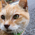 現在はアウトドア猫として当会がお世話中