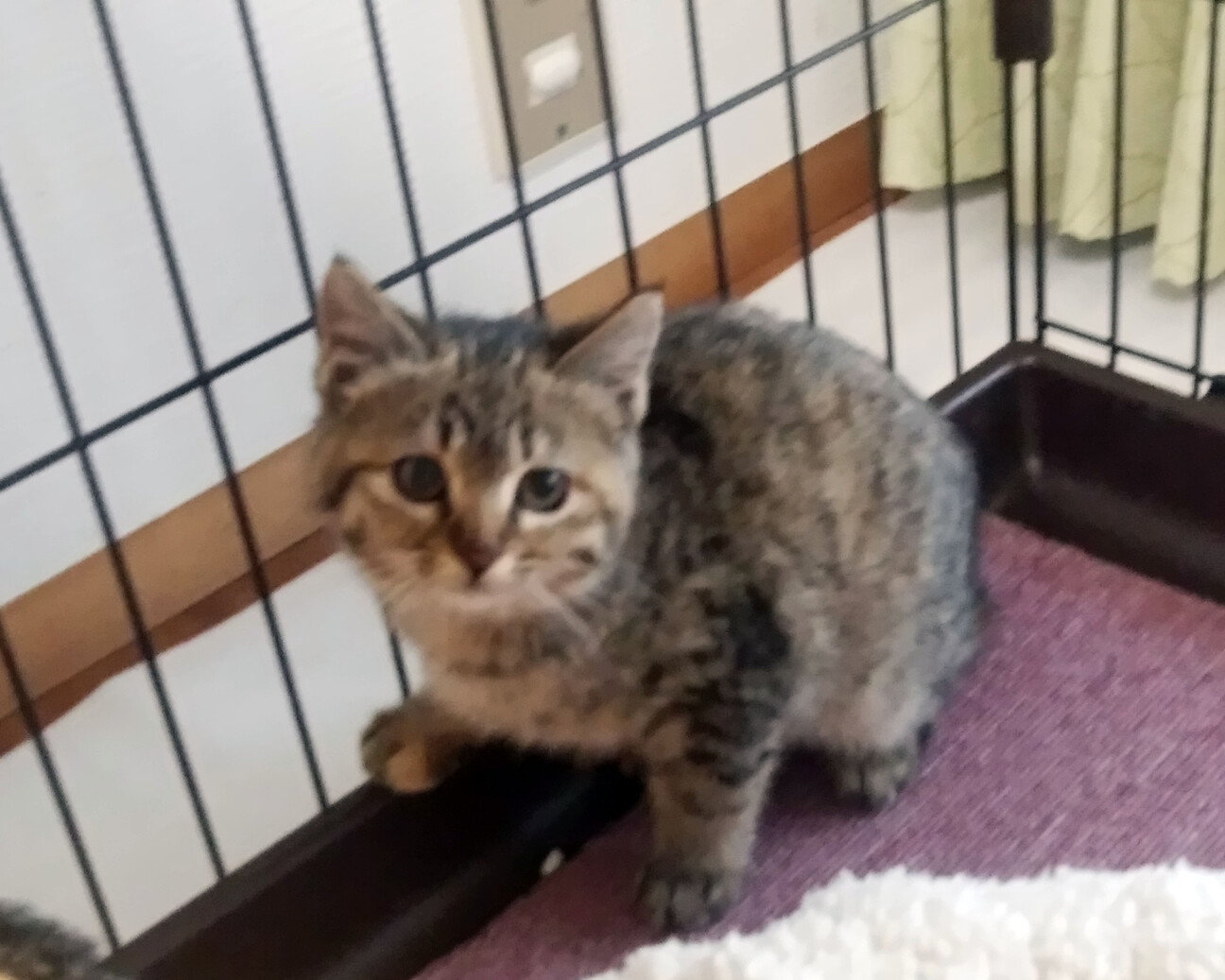 泣き顔のキジトラ およそ 佐賀県 猫の里親募集 3031 ペットのおうち 月間利用者150万人