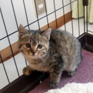 泣き顔のキジトラ およそ生後3ヶ月 2月28日保護