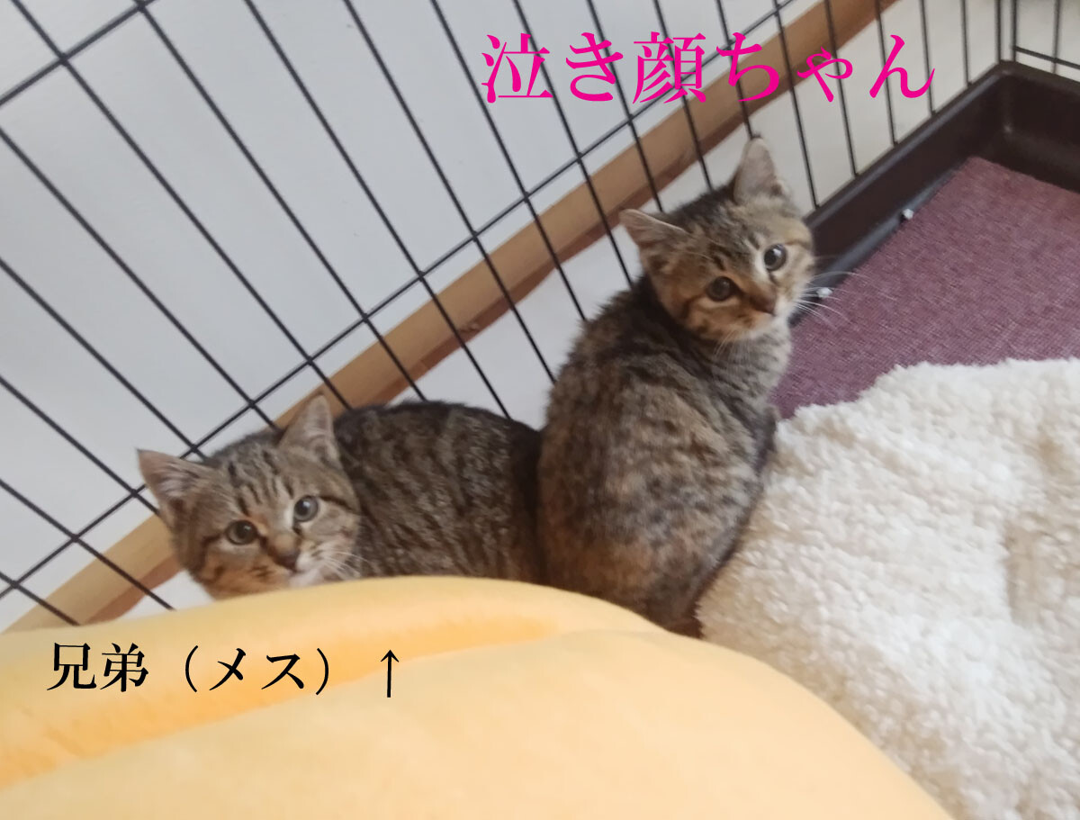 泣き顔のキジトラ およそ 佐賀県 猫の里親募集 3031 ペットのおうち 月間利用者150万人