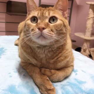 　愛嬌よし！綺麗なお目目のニコちゃん