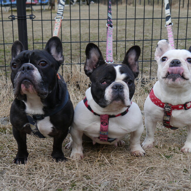 むねっちのカバー写真