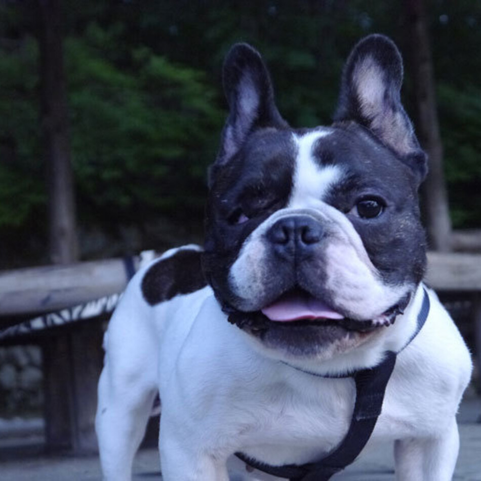 ルンルンのカバー写真