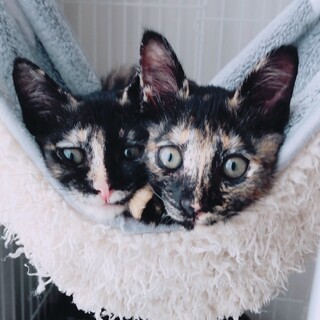 個性的で魅力的なサビ猫姉妹 みーちゃん