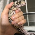 最近、長崎から多数爬虫類を引き取った方
