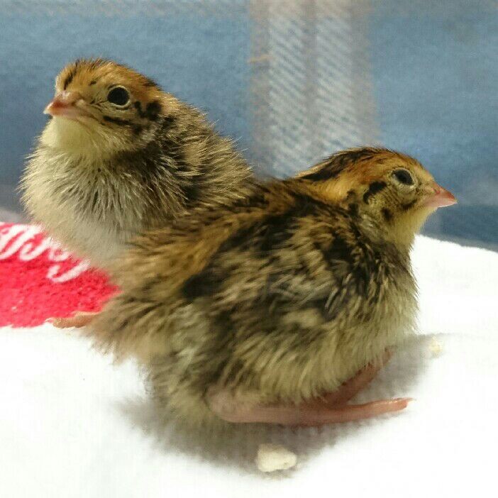 並うずらを飼育してみて 動物と友達さんのペットログ ペットのおうち 月間利用者150万人