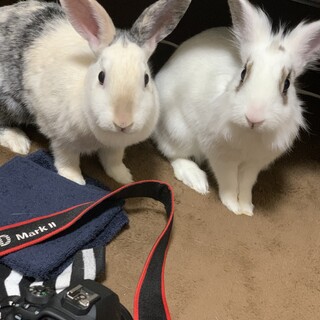 うさぎの親子の里親募集