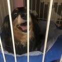 ミニチュアダックスフンド