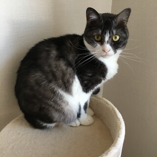少しビビリですが綺麗な白黒女の子4歳
