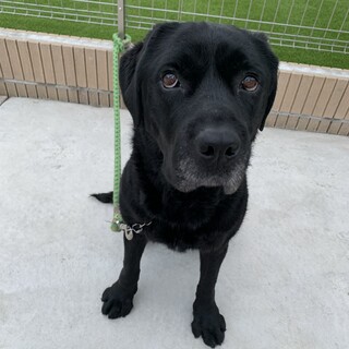 黒ラブ5歳