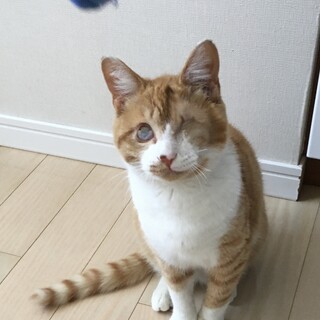 両目の視力がありませんが可愛い茶白の男の子1歳