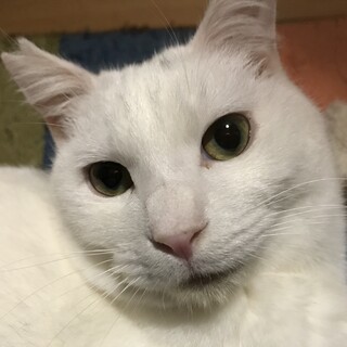 なでなで大好き♪さらさら毛並み白猫の男の子