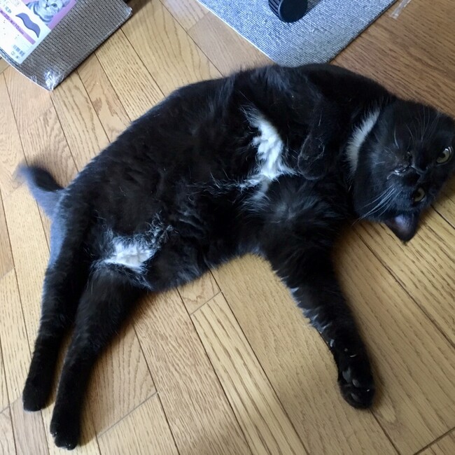 かさ坊のカバー写真