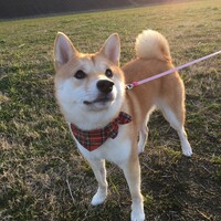 せつ
