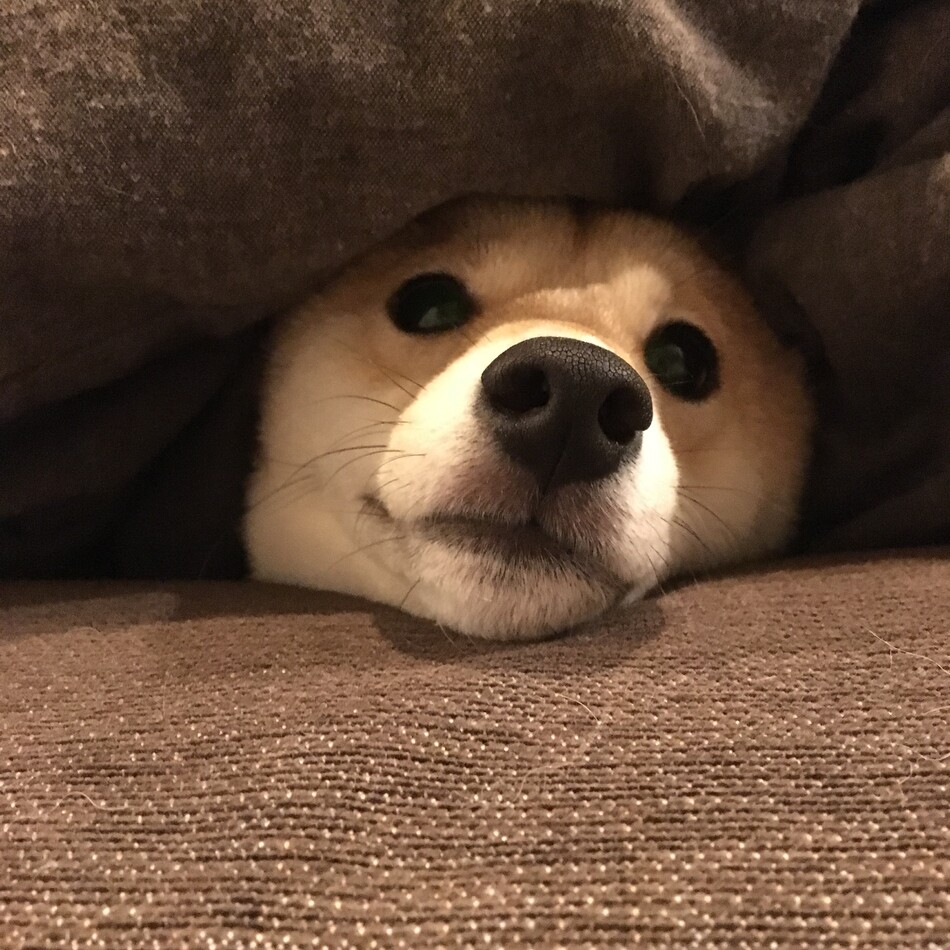 せつのカバー写真