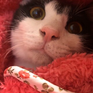 はちわれアトムこねこ