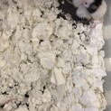 パンダマウス♂ 生後１ヶ月くらい