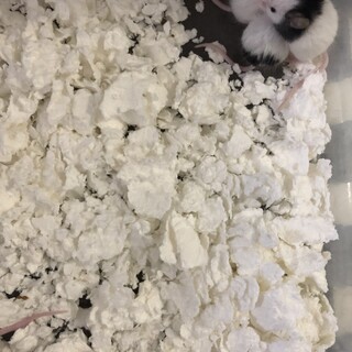 パンダマウス♂ 生後１ヶ月くらい