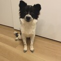 トライアル決定につき一旦停止