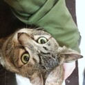 急募。美人母ちゃんとトラ子猫の親子